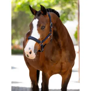 Halter for horse LeMieux Finesse image-1