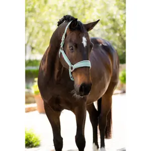 Cabresto para cavalos LeMieux Versailles image-1