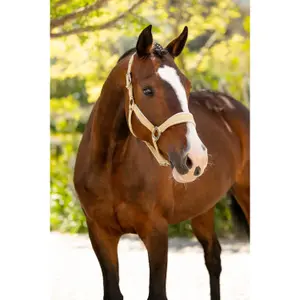 Halster för häst LeMieux Versailles image-2