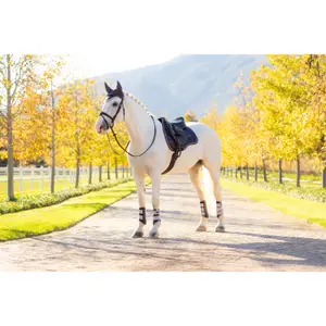 Jumping Saddle Pad LeMieux Loire Classic GP Square image-6