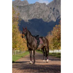 Dressage saddle pad for horses LeMieux Finesse Square image-2