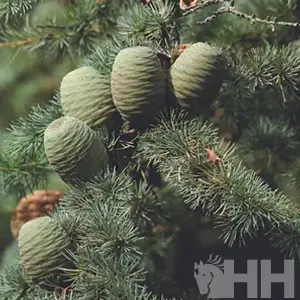 Conditioner Leovet image-1