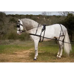 Pferdegeschirr Lexhis Kiel