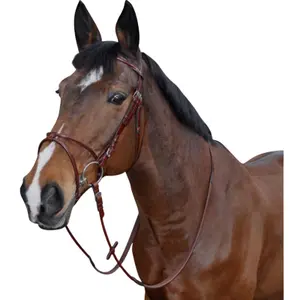 121130-camel-reittrense-atlanta-rund-lexington-kamel