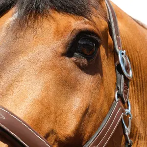 Halter for horse Jump'In Fancy image-5