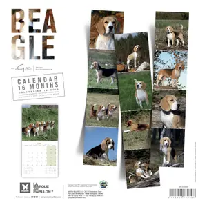 Calendar Martin Sellier Beagle image-1