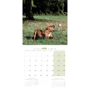 Kalender Martin Sellier Staffordshire Bull Terrier image-2