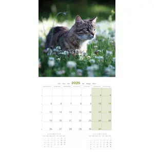 Calendar Martin Sellier Chats image-2