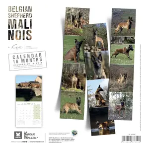 Calendar Martin Sellier Berger Belge Malinois image-1