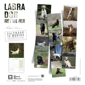 Calendar Martin Sellier Labrador image-1