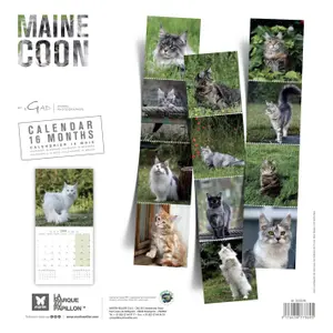 Calendário Martin Sellier Maine Coon image-1