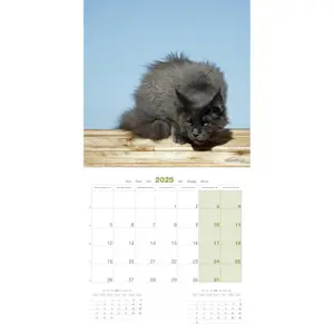Calendário Martin Sellier Maine Coon image-2