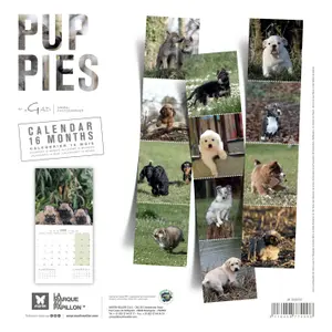 Calendário Martin Sellier Chiots image-1