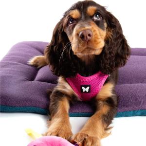 Classic rectangular flat dog and cat mat Martin Sellier image-3