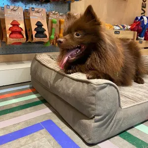 Sofá para perro Martin Sellier Royale image-2