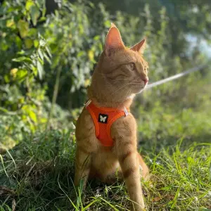 Mesh dog harness Martin Sellier image-1