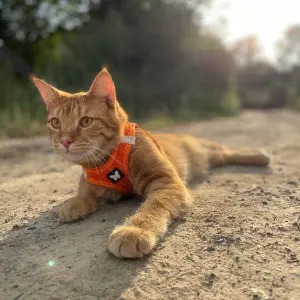 Mesh dog harness Martin Sellier image-2