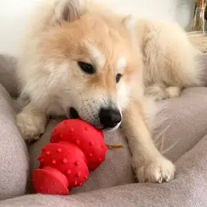 Zabawka dla psa Martin Sellier Rubb'n Circus image-1