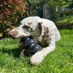 Zabawka dla psa Martin Sellier Rubb'n Circus image-2