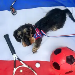 Harnais pour chien mesh Martin Sellier image-2