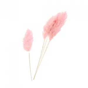 Set di 3 steli di fiori di qualità superiore Naturalys Pampa image-0