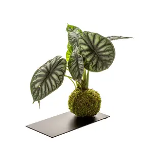 Pianta da interno + vassoio in metallo Naturalys Kokedama Alocasia image-0