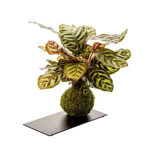 Pianta da interno + vassoio in metallo Naturalys Kokedama Calathea image-0