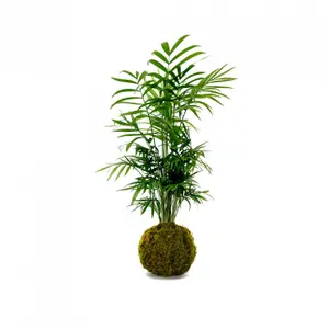 Piante da interno Naturalys Kokedama Chamaedorea image-0