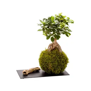 Plante d'intérieur + plateau métal Naturalys Kokedama Ginseng image-0