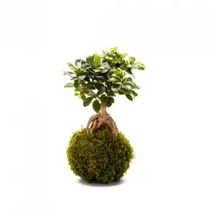 Rośliny wewnętrzne Naturalys Kokedama Ginseng image-0
