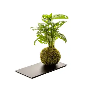 Pianta da interno + vassoio in metallo Naturalys Kokedama Monstera image-0