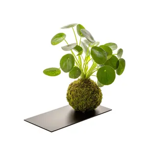 Indoor plant + metal tray Naturalys Kokedama Pilea image-0