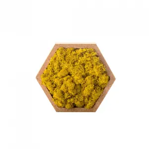 Hexagonal plant frame Naturalys Stab Lichen image-0