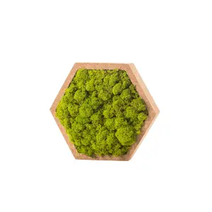 Marco hexagonal para plantas Naturalys Stab Lichen image-0
