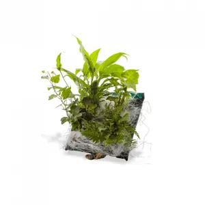 Borsa di coltivazione per telaio Naturalys Wall Flower Miami image-0
