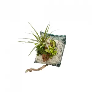 Borsa di coltivazione per telaio Naturalys Wall Flower Toucan image-0