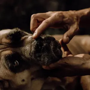 Baume naturel truffe pour chien Nellumbo image-2