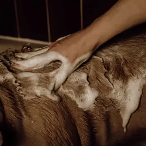 Schäumendes Hundeshampoo in Pulverform Nellumbo image-1