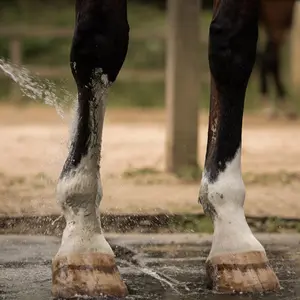 Drænerings- og detoxler til heste Nellumbo image-1