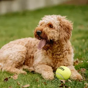 Μπάλα τένις για σκύλους με ήχο Nobby Pet (x3) image-4