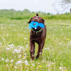 Παιχνίδι για σκύλους Nobby Pet Biber Floating image-1