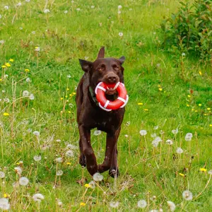 Παιχνίδι για σκύλους Nobby Pet Tpr Rettungsring Mit Seil image-0