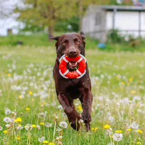 Παιχνίδι για σκύλους Nobby Pet Tpr Rettungsring Mit Seil image-2