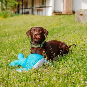 Hundespielzeug Nobby Pet Wal Floating image-2