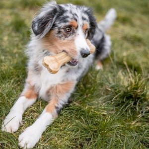 product/n/o/nobby-pet-72426-marron-3.jpg