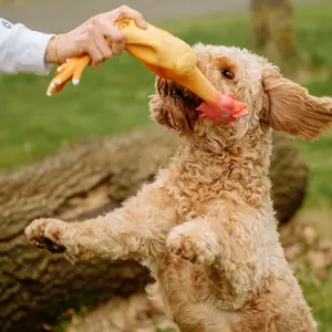 Παιχνίδι για σκύλους φιγούρα από λάτεξ Nobby Pet Hähnchen image-0