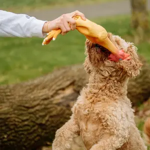 Gioco per cani Nobby Pet Hähnchen image-2