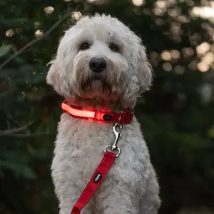 Λουρί για σκύλους Nobby Pet Flash Mesh image-2