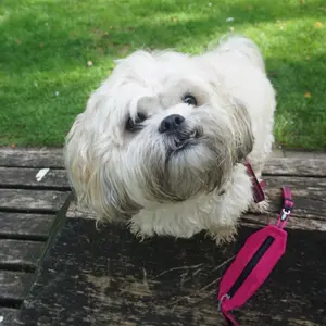 Λουρί για σκύλους Nobby Pet Cayo image-3