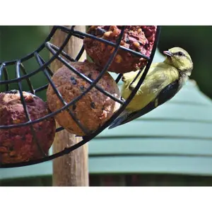 Fågelmatare med fet boll Nobby Pet image-1